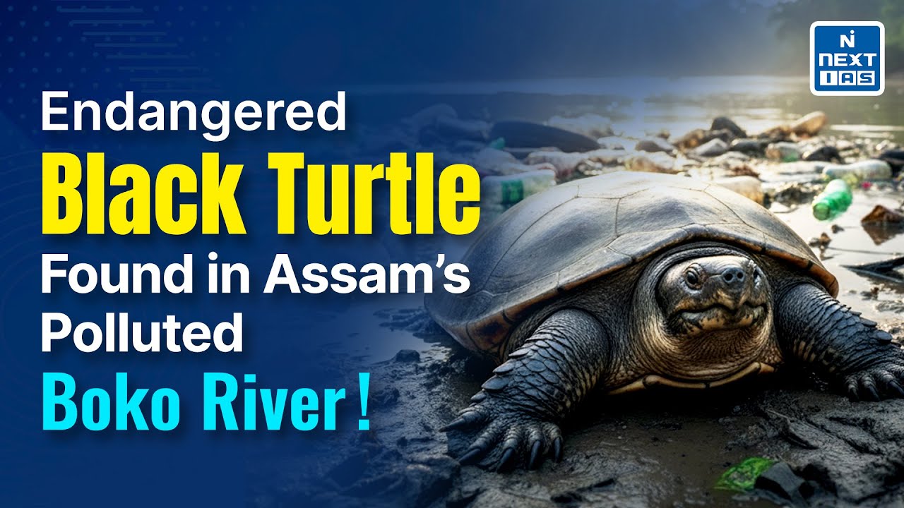 Rare Turtle Rescued Amid Assam&rsquo;s Boko River Pollution Crisis | NEXT IAS