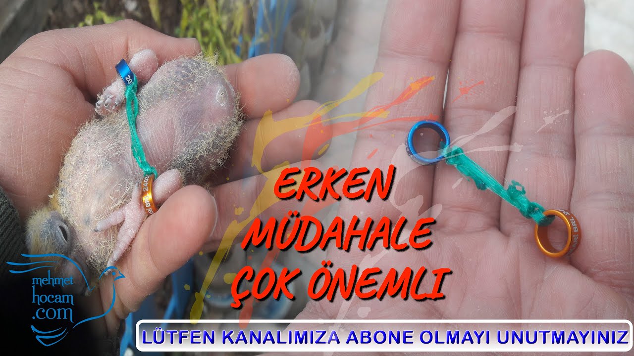 Güvercinlerde Çarpık Bacak Tedavisi