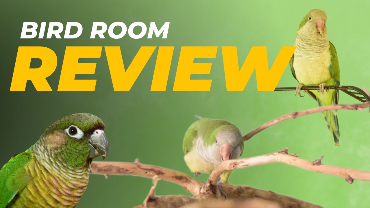 Bird Room Review 2023