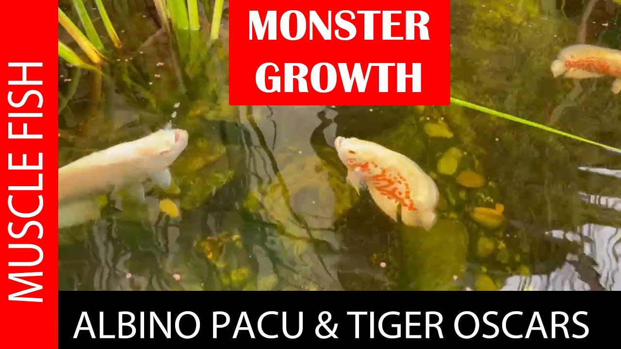 ALBINO PACU & TIGER OSCAR SUPERSIZING!