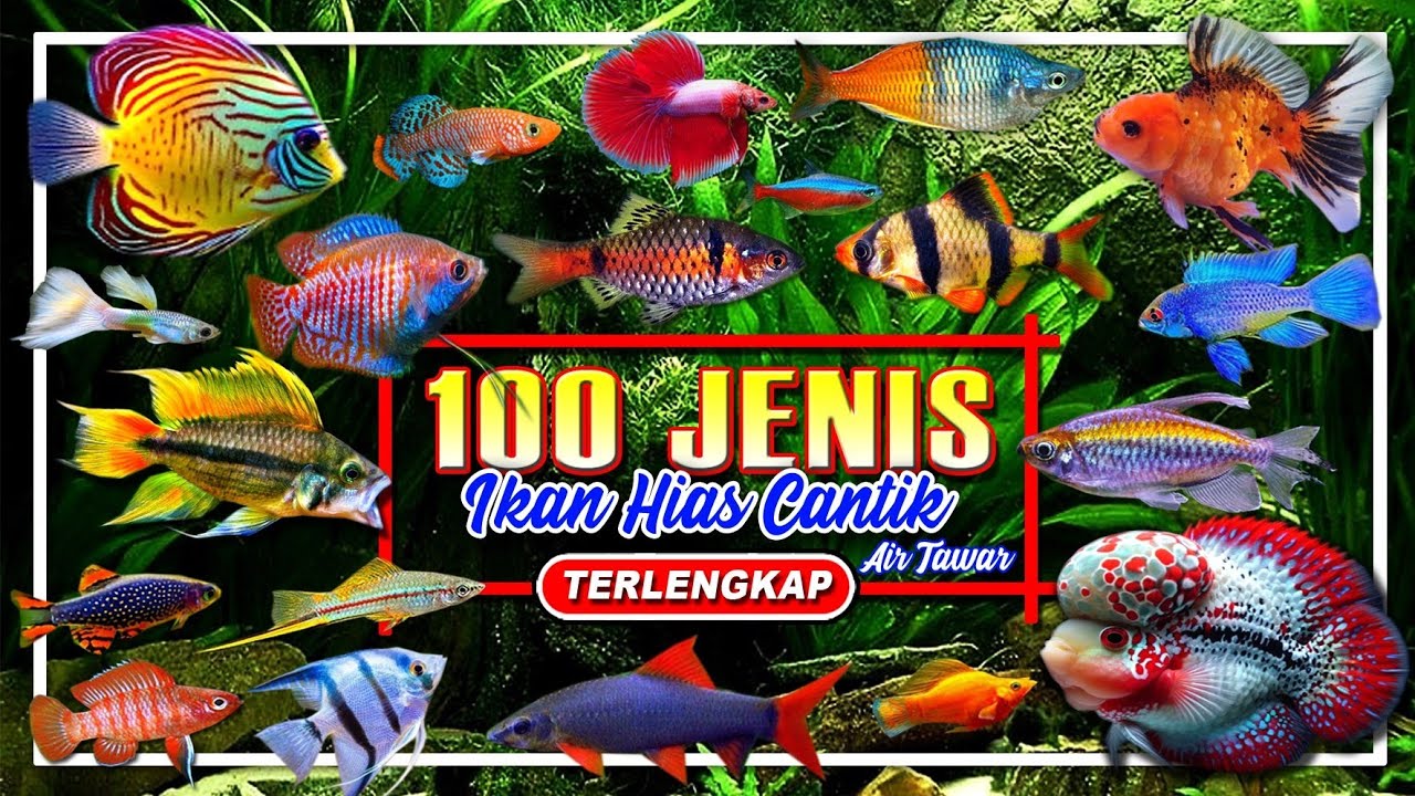 100 JENIS IKAN HIAS AQUARIUM AIR TAWAR | HARGA IKAN HIAS  | 10 TYPES OF FRESHWATER ORNAMENTAL FISH