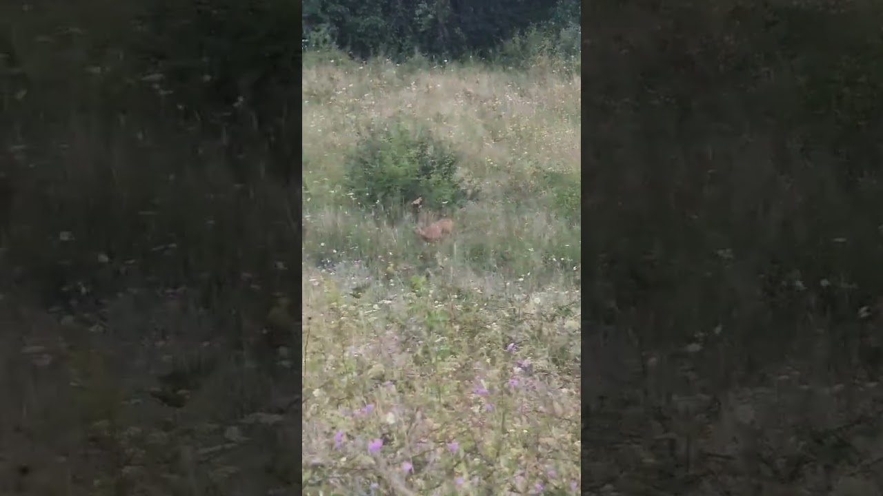Roebuck calling - roe respond to call #roebuck #wildanimals #hunting #callingroebuck #2023