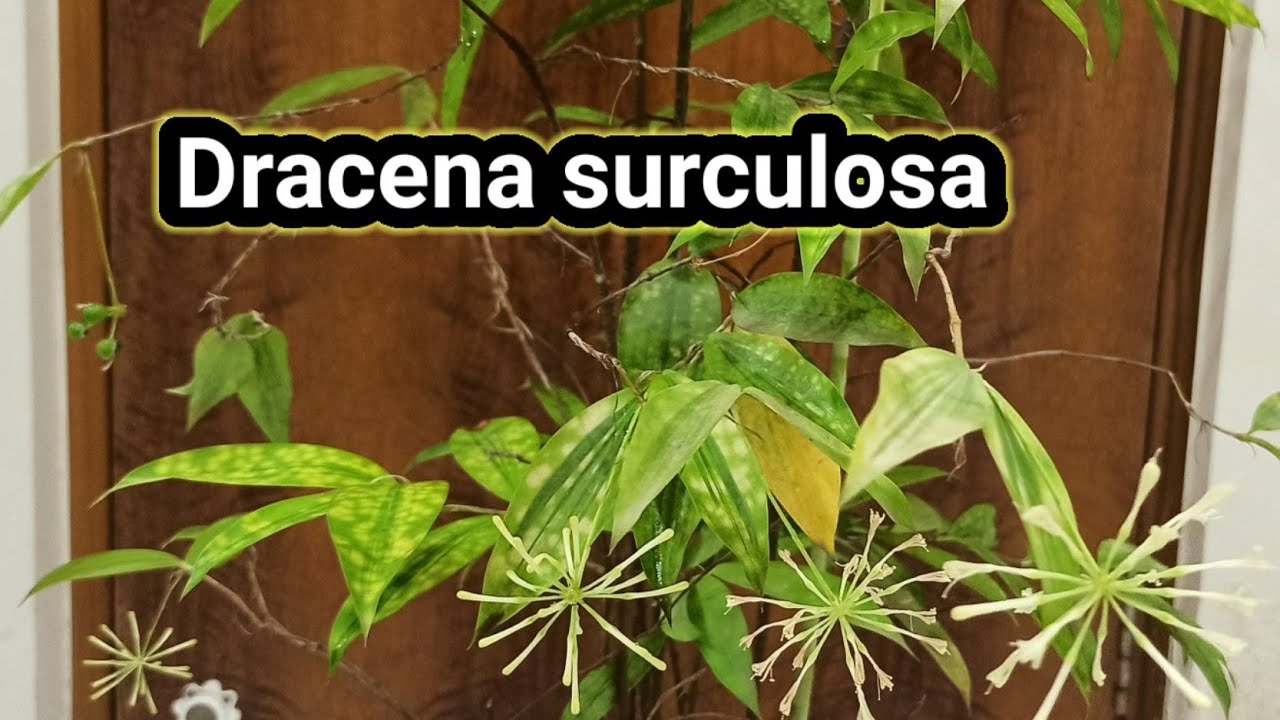 Dracena surculosa / bloom / care /Gold dust plant/ Japanese Bamboo