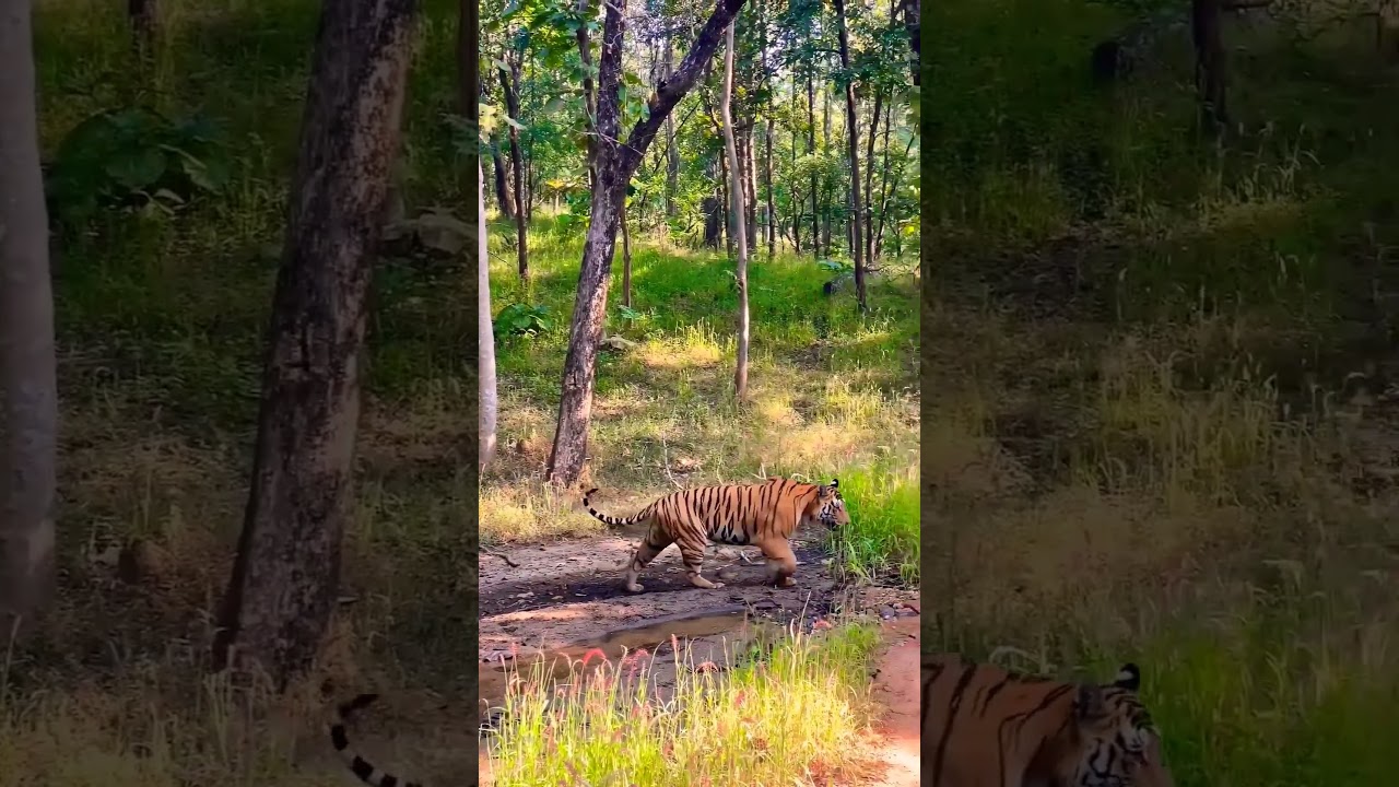 tiger sighting in dhikala zone jim corbett national park