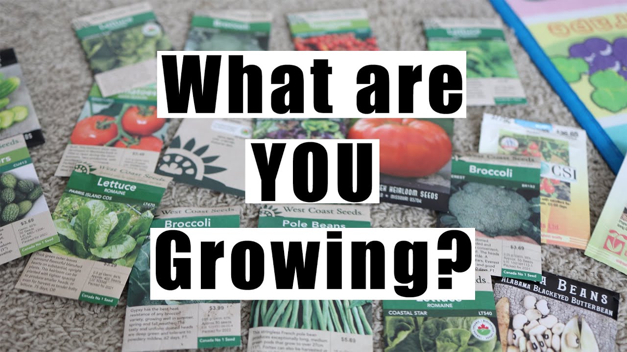 What are You Growing in Your Garden? Seed Haul 2024