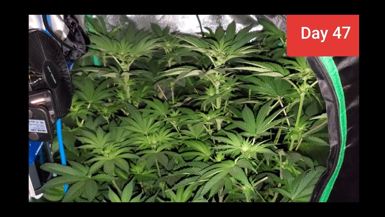 2x2x4 grow tent HUGE seedlings day 47 / day 11 flower