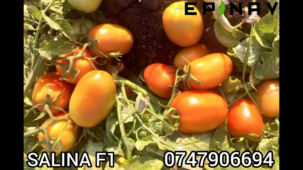 MKULIMA TWENDE SHAMBANI NA MBEGU BORA YA NYANYA SALINA F1
