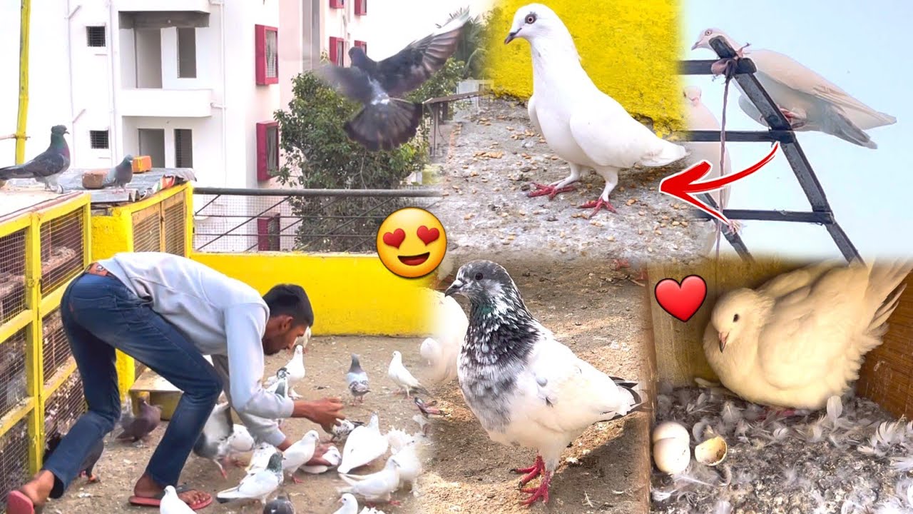 2 Kabootar Pakda Ek Sath😍