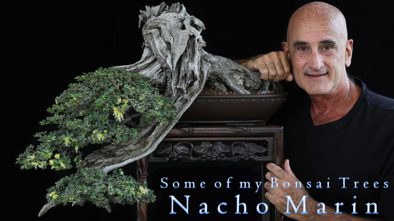 Some of my Bonsai trees by Nacho Marin