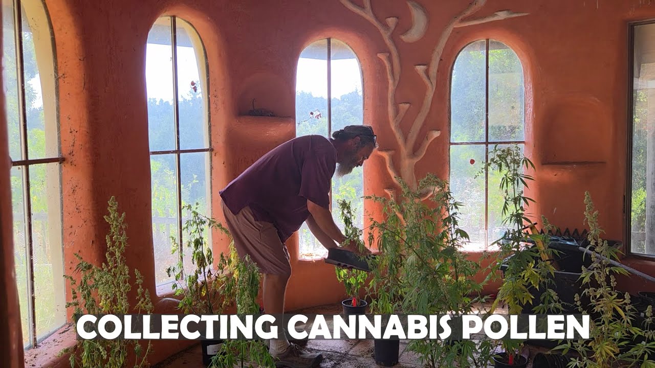 COLLECTING CANNABIS POLLEN FOR BREEDING
