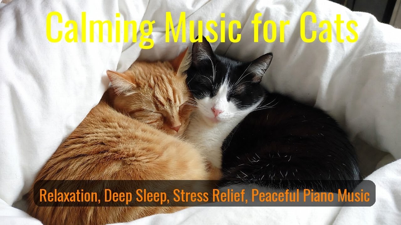LIVE Cute Sleeping Cats for Stress Free Mind 💤 | Season 21