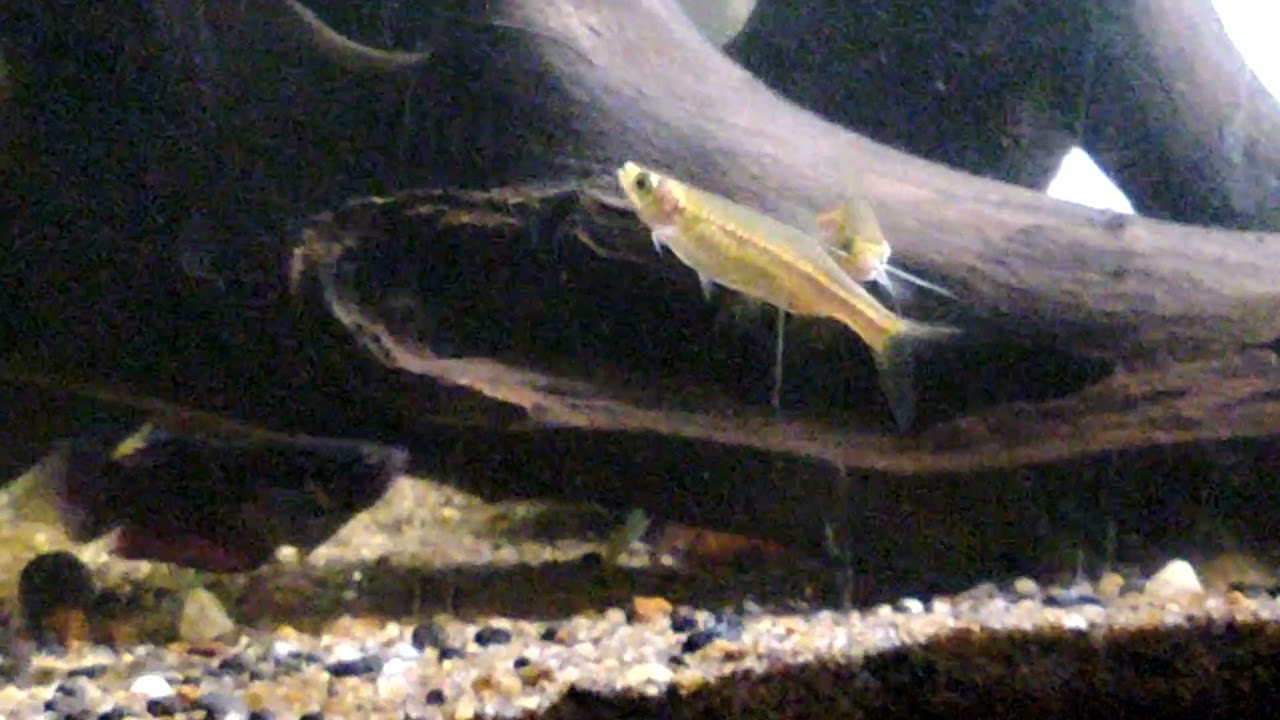 Indian flying Barb (Esomus danricus) BEING Territorial. Rare fish #indianfish