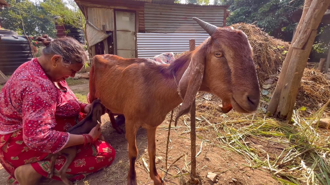 Village life in Nepal // आमाको दैनिकि #aama 