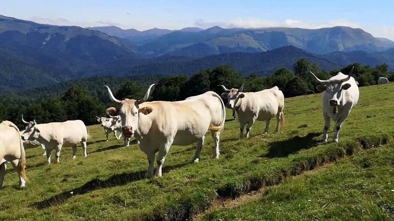 Vacas pirenaicas en la Selva de Irati