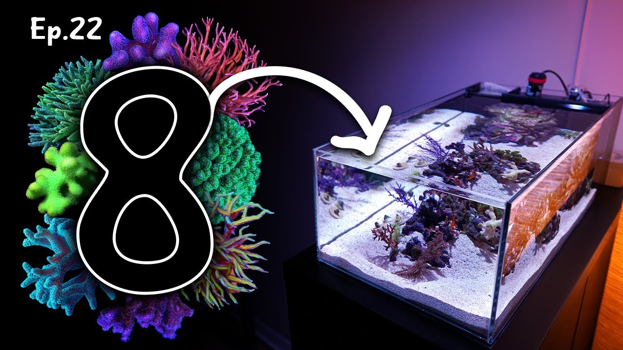 8 Starting SPS corals for beginners | Ep.22 Nano Reef Competition
