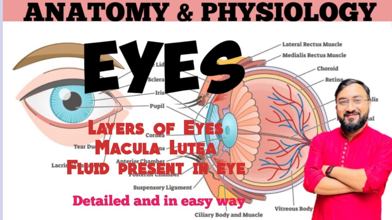 Eye | Part-3 | Layers of Eye | Macula Lutea | Aqueous & Vitreous Humor | Anatomy & Physiology