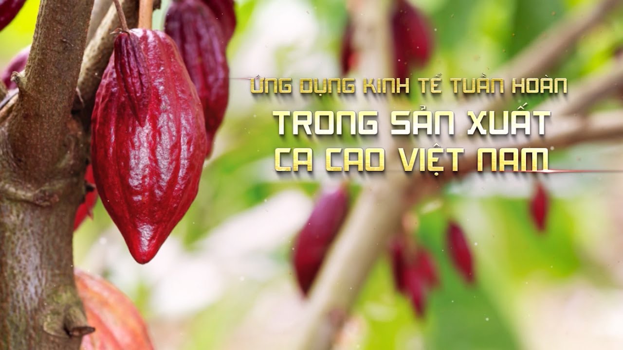 Ứng dụng kinh tế tuần hoàn trong sản xuất cacao Việt Nam | VTC16