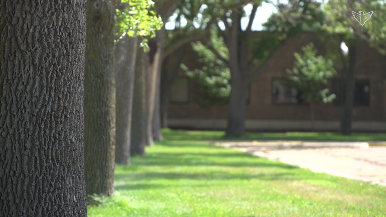 What shade tree is best for your home? | SD Home Garden