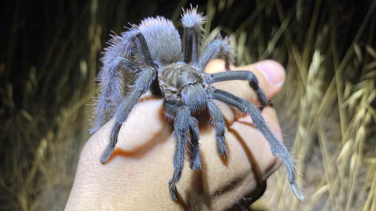 Bothering Tarantulas and Looking for Scorpions ( Part I )