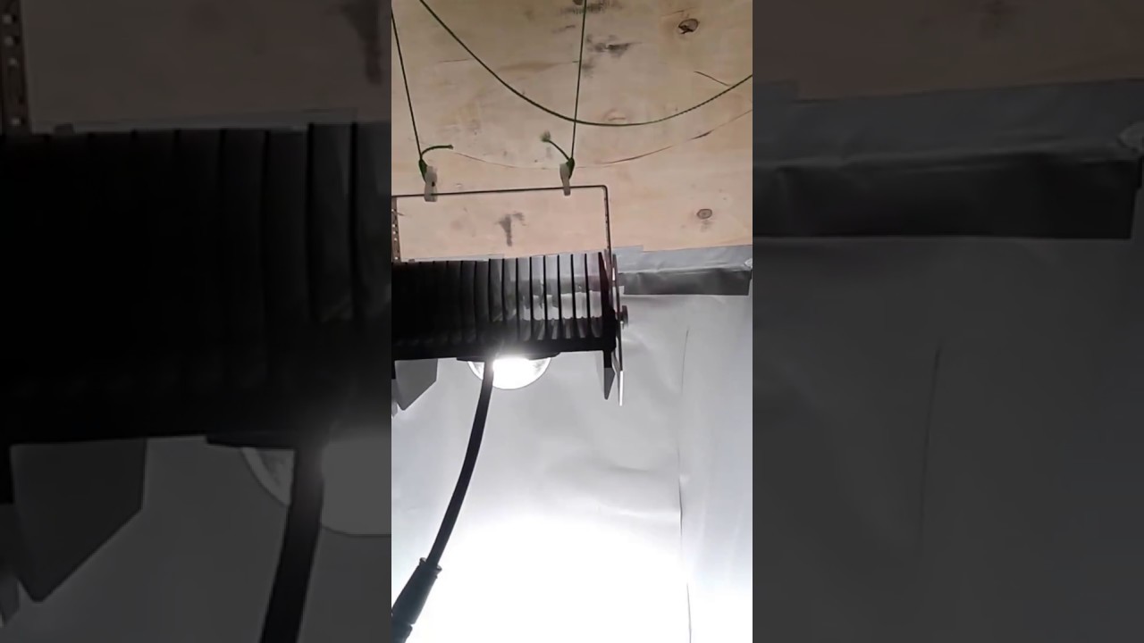 MIGRO 100 Vegging grow diary in a closet grow