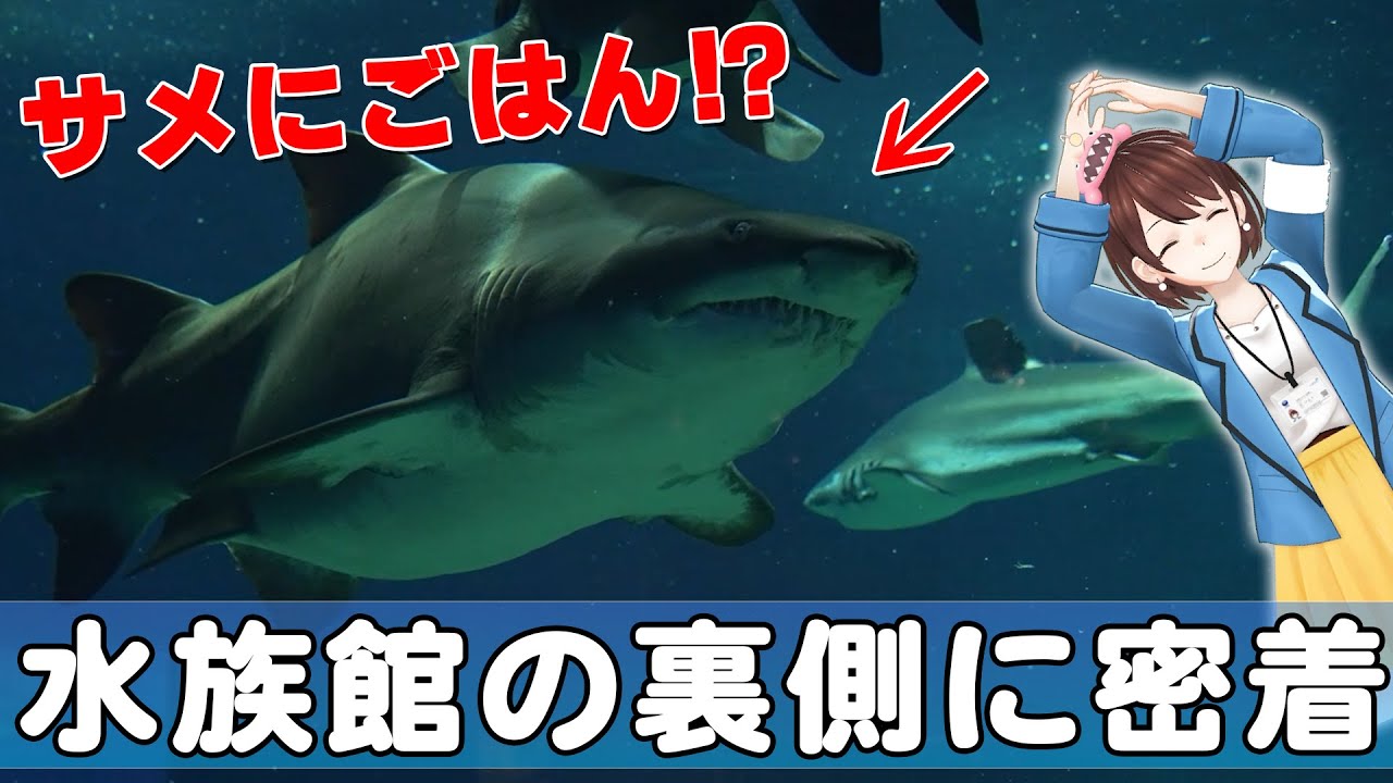 【茨ひより】サメにごはん！？飼育員さんの裏側に密着！inアクアワールド茨城県大洗水族館