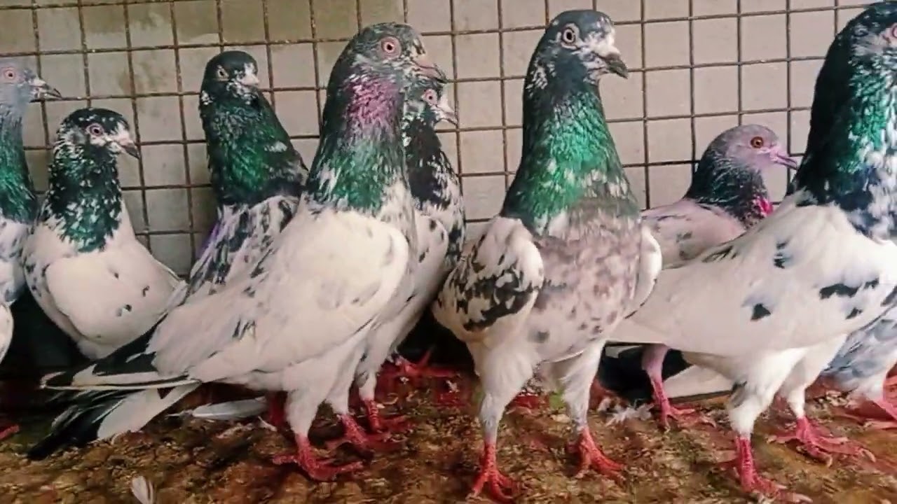 10 pec border Wale Kabuter sale contact 8196945353 subscribe my channel for more videos 