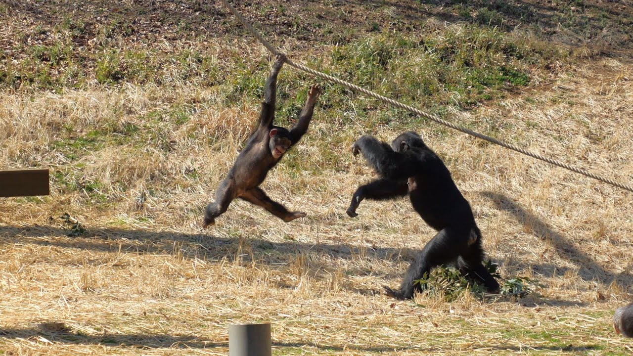 緊張度合いのバロメーター　イブキ　多摩動物公園　チンパンジー　202403