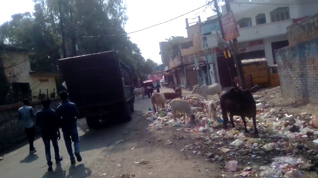 Nagar nigam ka wild bull pakdne ka abhiyan U P Lucknow