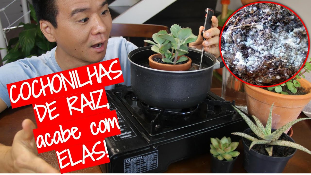 COCHONILHAS DE RAIZ! E agora!?