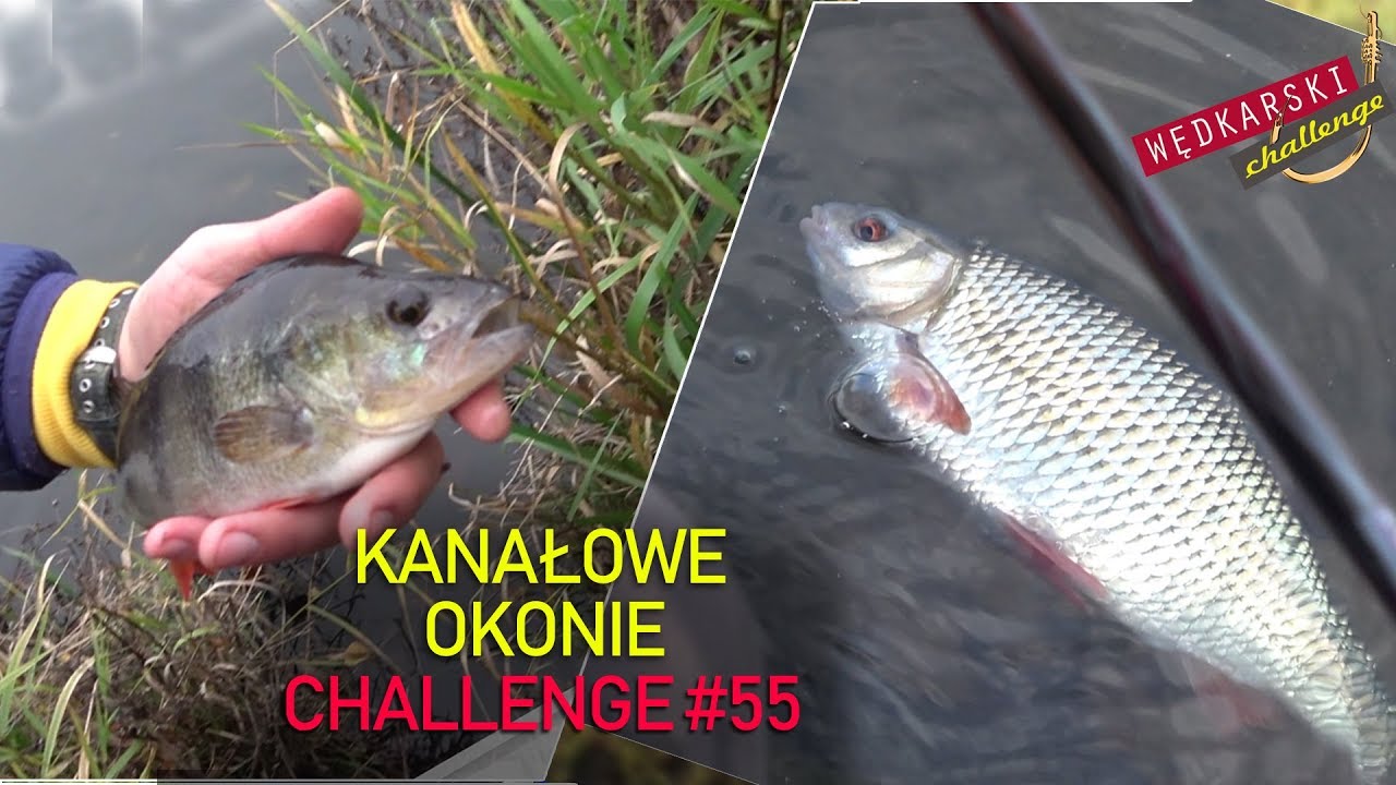 Polowanie na okonie z Kanału Żerańskiego | Płoć 35cm | Konkurs Sportex | Wędkarski CHALLENGE #55