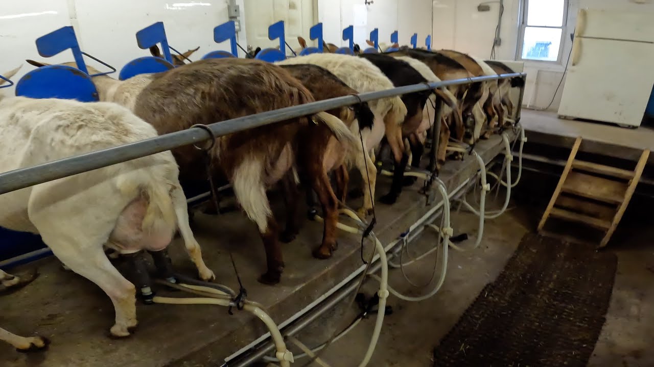 Milking the goats - When the farmer is gone!