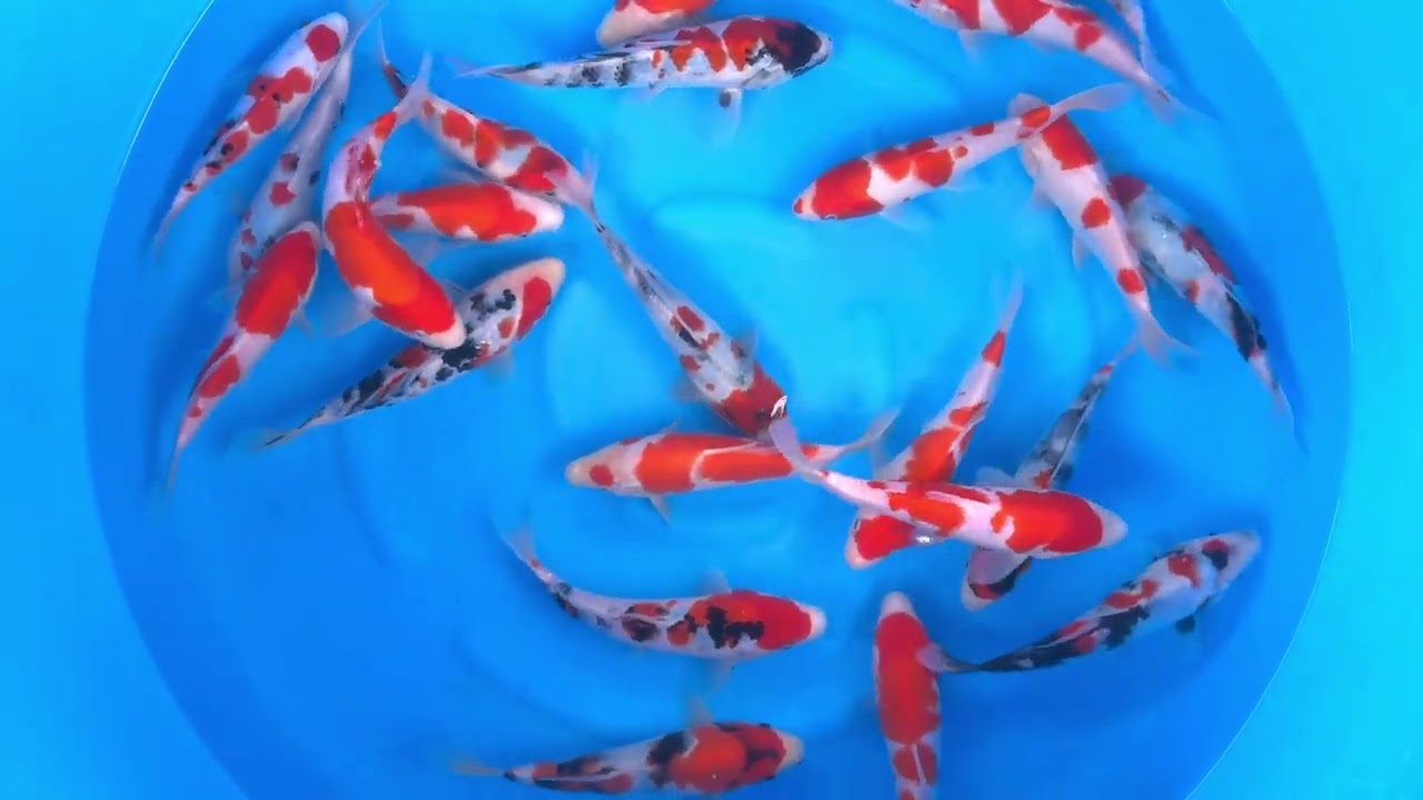 SPS 252 WYSIWYG Tosai Tateshita Selected Gosanke Mix 20-26 cm x 23 pcs