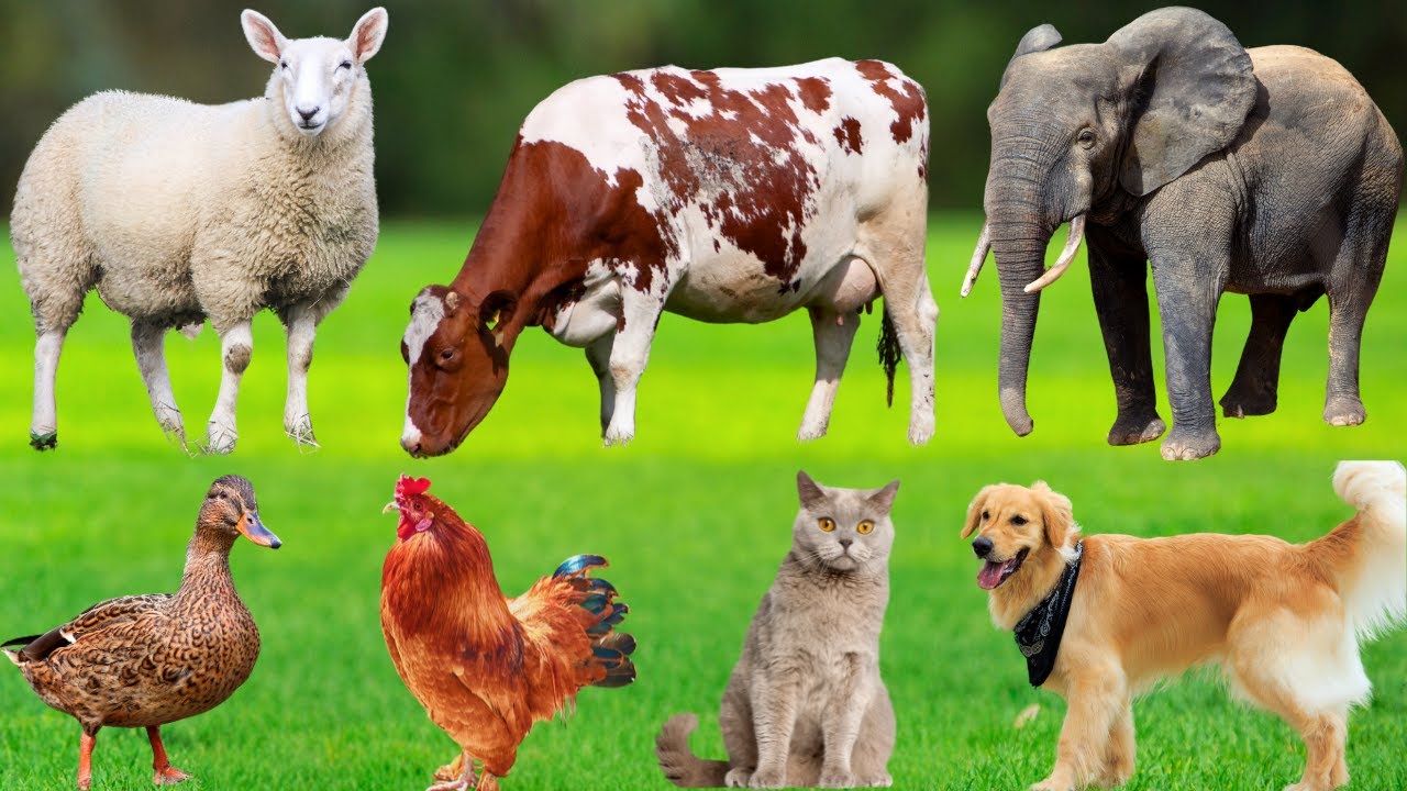 Farm Animals: Cow, Goat, Sheep, Chicken, Dog, Cat, Duck, Pig, Rabbit &ndash; Farm Animal Sounds