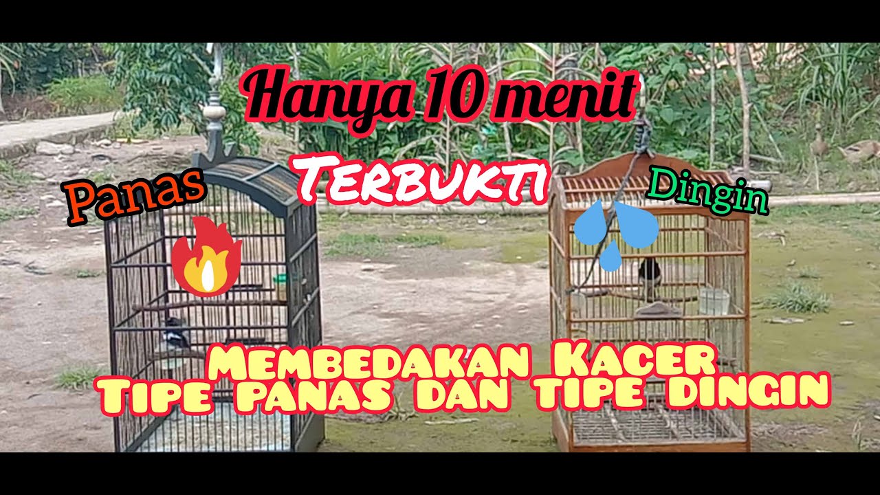 cara membedakan burung kacer tipe panas dan tipe dingin