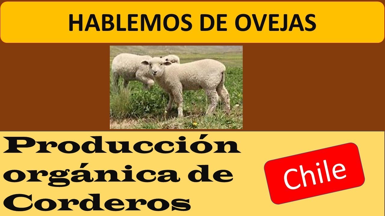 Cómo producir corderos orgánicos