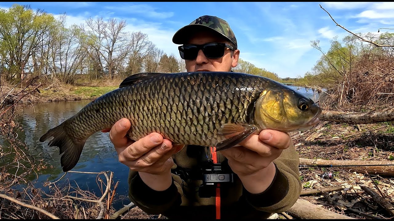 Bestia z Rzeki atakuje Smużaka! UL Spinning w akcji