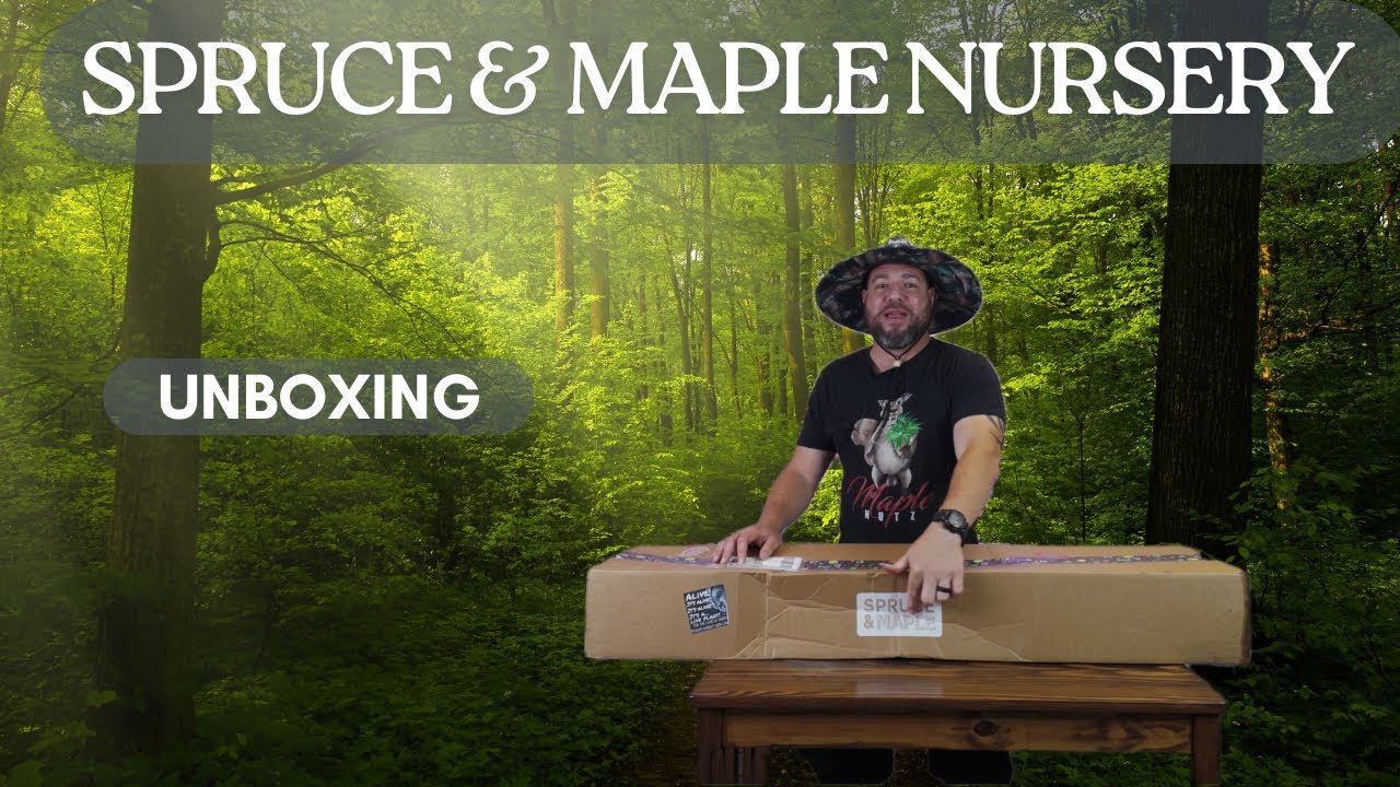 Japanese Maple Unboxing [Spruce & Maple Nursery]