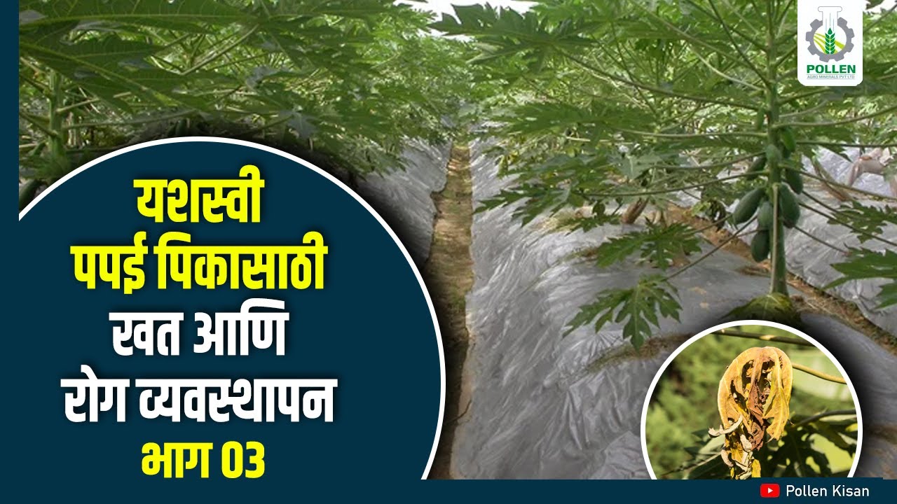 पपई पिकासाठी खत आणि रोग व्यवस्थापन कसे असावे ? । यशस्वी पपई व्यवस्थापन । भाग ०३ । Pollen Kisan