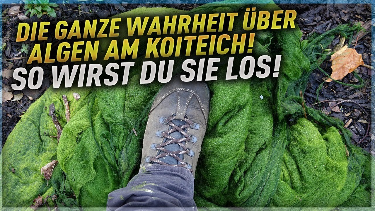 Die ganze Wahrheit &uuml;ber Algen am Koiteich! So wirst du sie los!