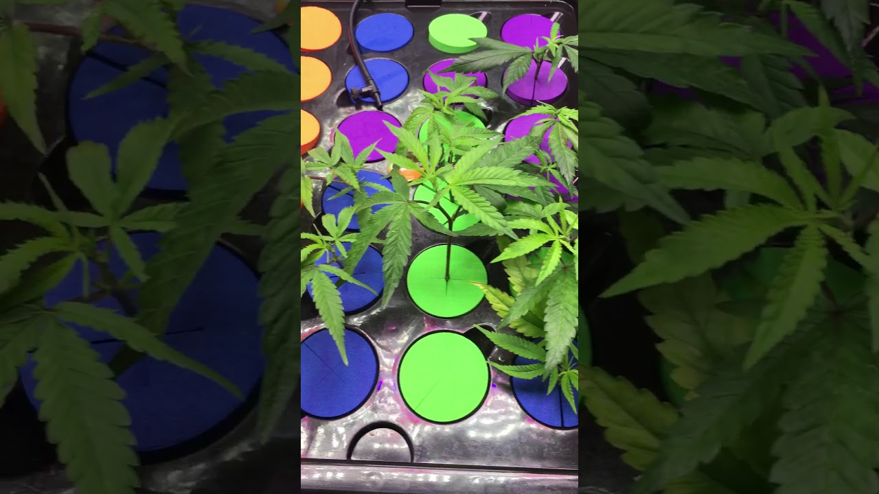 Psycloner DWC cloner quick vid