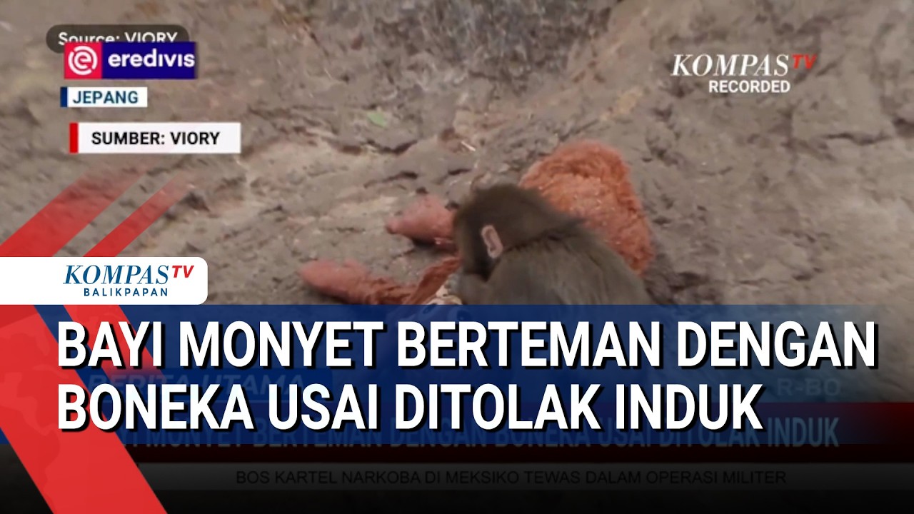 Bayi Monyet Berteman Dengan Boneka Usai Ditolak Induk