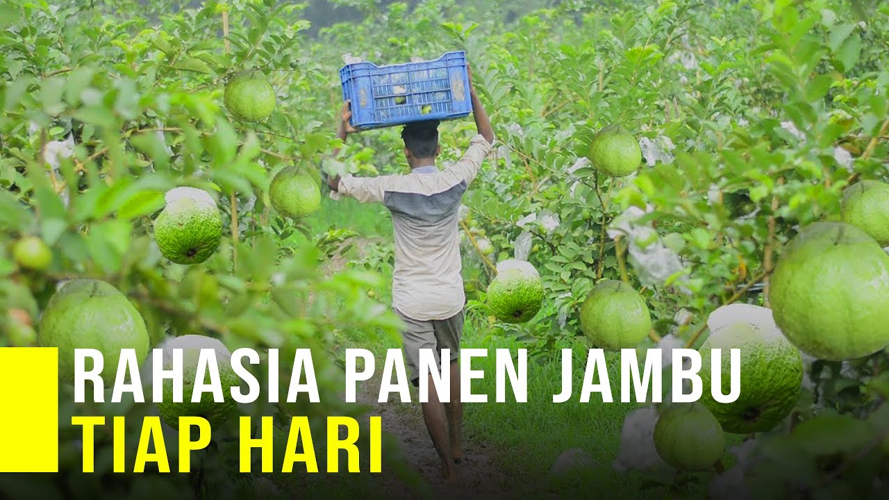 Rahasia Panen  Jambu Kristal Tiap Hari dan Mengendalikan Hama
