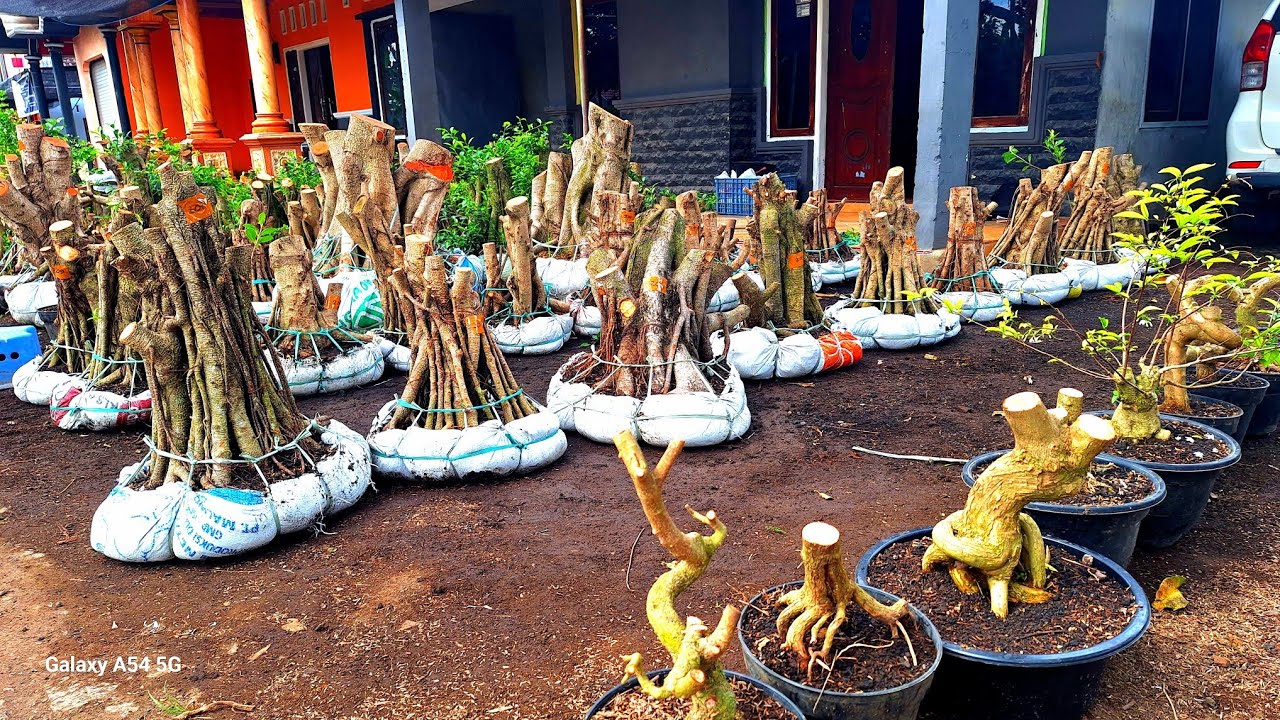 GUDANG BONGGOL HARGA MURAH MERIAH  COCOK UNTUK PEMULA
