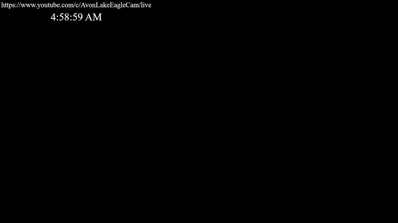 Avon Lake Eagle Cam 2