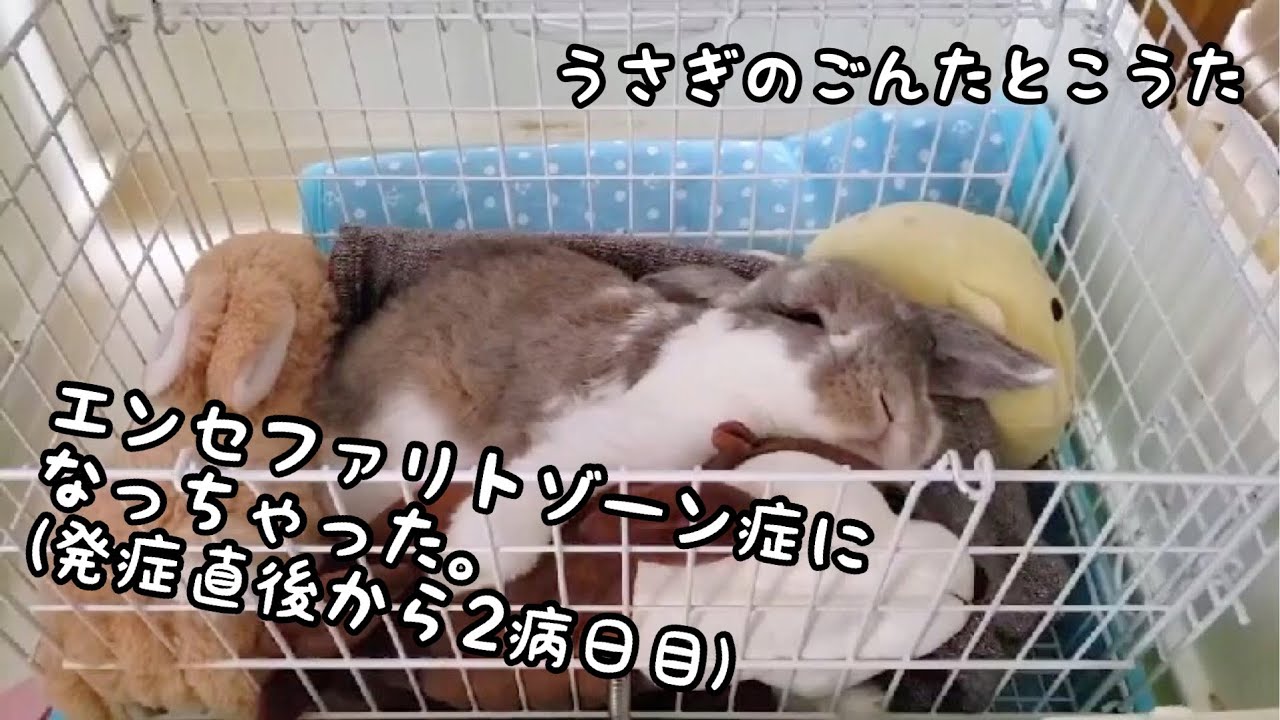 【閲覧注意】うさぎのごんたがエンセファリトゾーン症になっちゃった。発症直後から2病日目#501