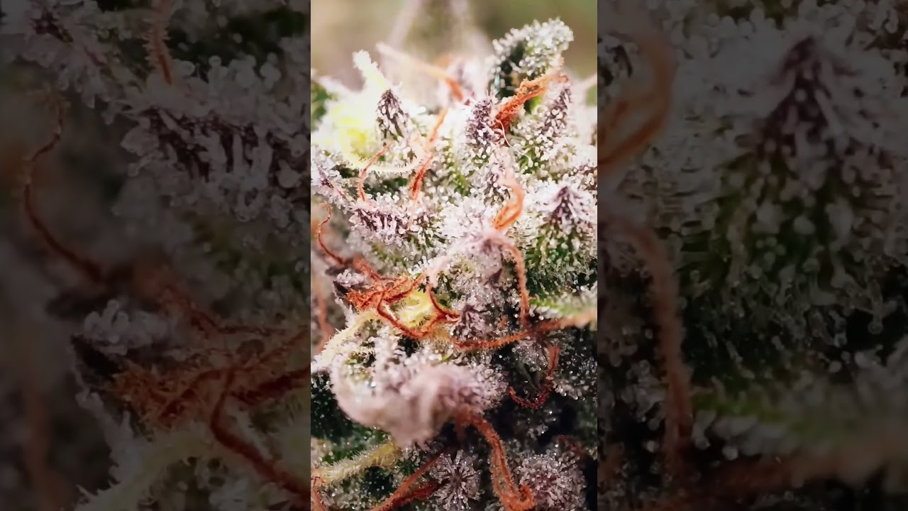 Forum Cookies x OG Badazz Erntetag! @RIPPERSEEDSTV #ripperseeds #ernte #trichome #nahaufnahme