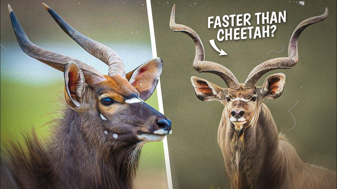 10 African Antelope Species That Are Extremely Dangerous | 10 African Antelope Species