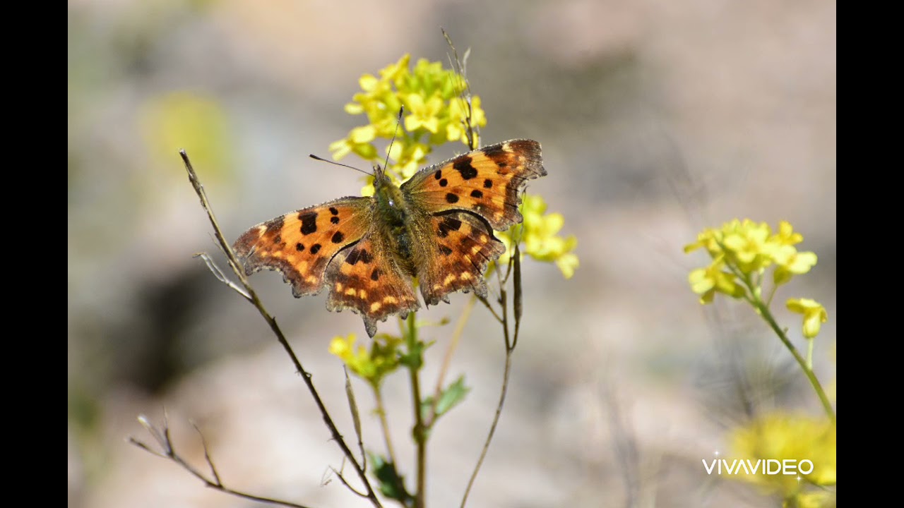 Hurumhalv&oslash;ya 🦋. Sommerfugler 2020