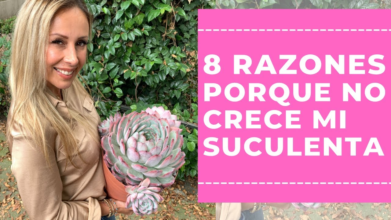 👩🏼‍🌾  No crece tu suculenta? 8 razones por las cuales no crece