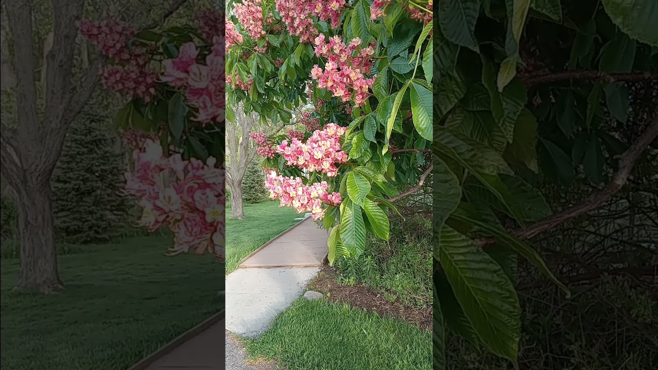 Red Buckeye Tree. Beautiful in Full Blume. #Tree #RedBuckeye #Plants #Beautiful #blossom #Shorts.